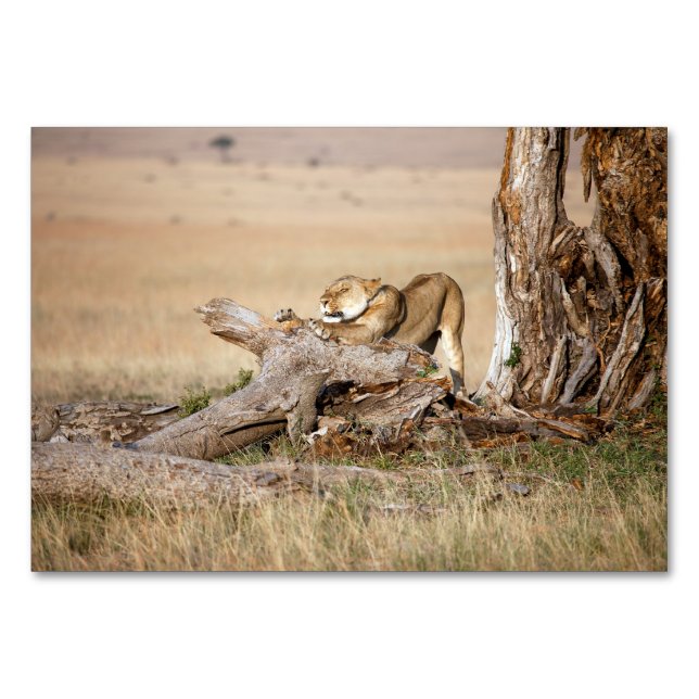 Lioness stretching tischnummer (Rückseite)