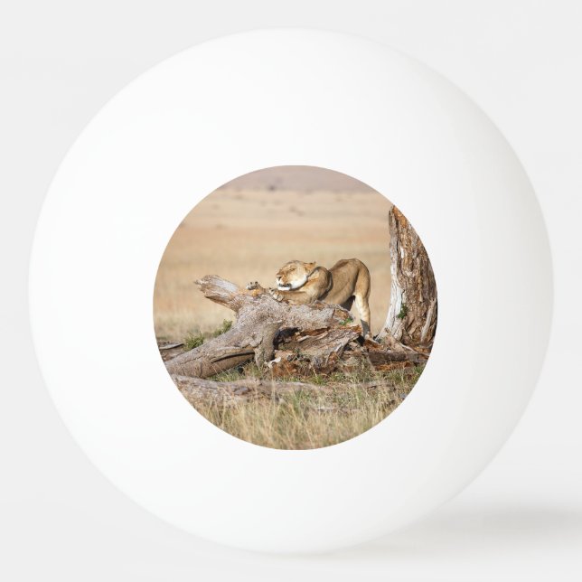 Lioness stretching tischtennisball (Rückseite)