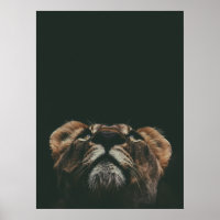 LIONESS SUCHEN