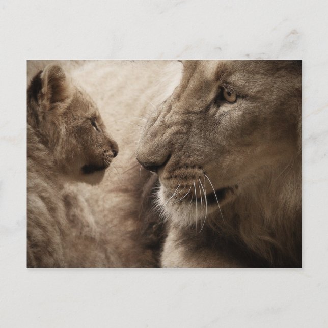 Lioness und Cube Postkarte (Vorderseite)