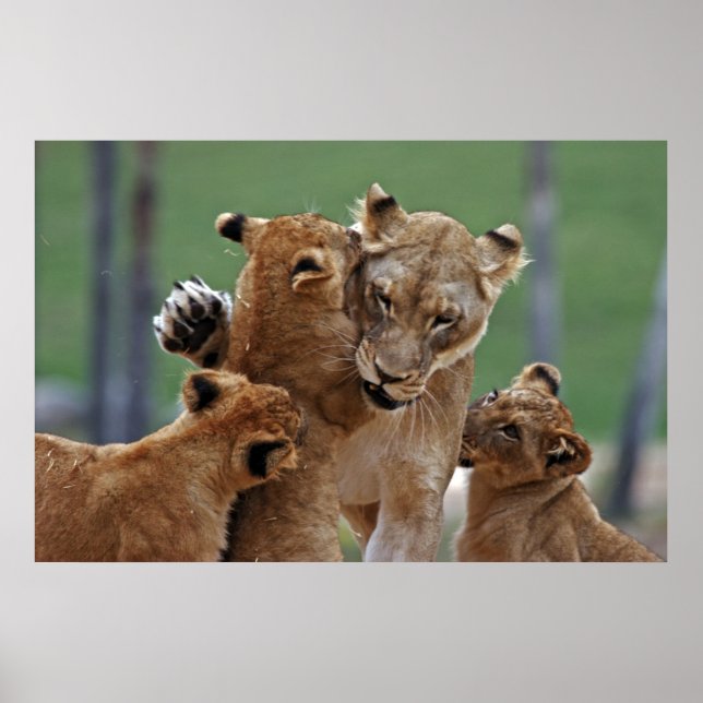 Lioness und ihre Naben Poster (Vorne)