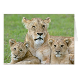 Lioness und Two Cubs, Ostafrika, Tansania,