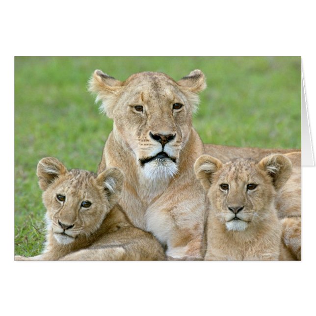 Lioness und Two Cubs, Ostafrika, Tansania, (Vorderseite (Horizontal))