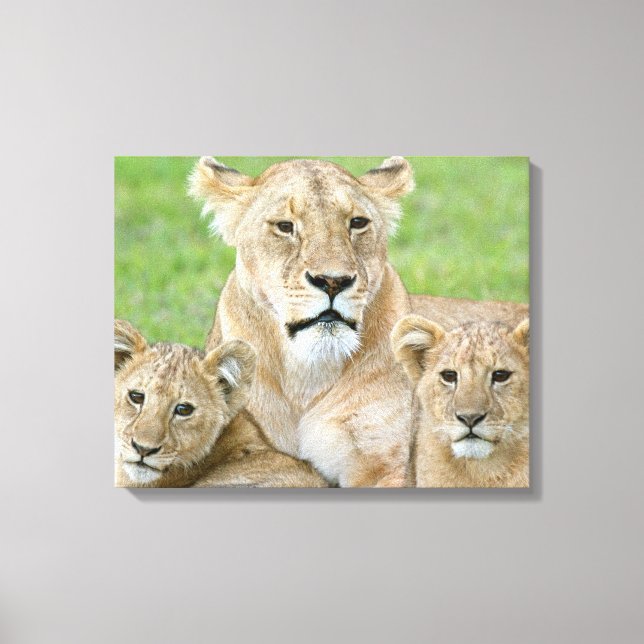 Lioness und Two Cubs, Ostafrika, Tansania, Leinwanddruck (Vorderseite)