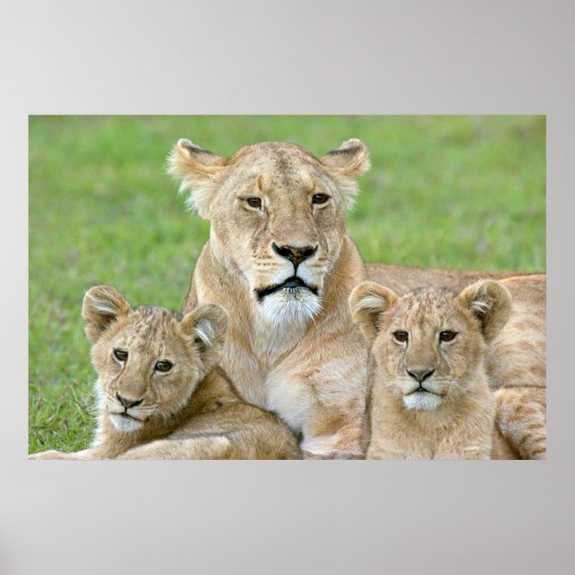 Lioness und Two Cubs, Ostafrika, Tansania, Poster (Vorne)