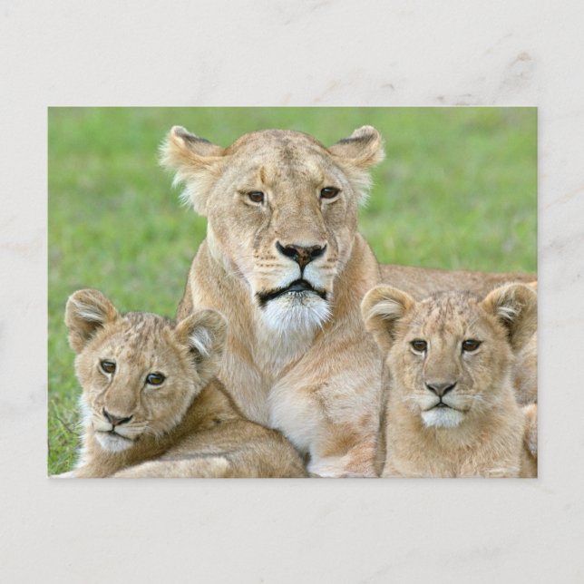 Lioness und Two Cubs, Ostafrika, Tansania, Postkarte (Vorderseite)