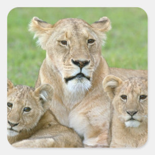 Lioness und Two Cubs, Ostafrika, Tansania, Quadratischer Aufkleber