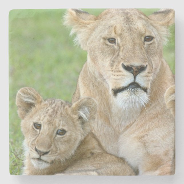 Lioness und Two Cubs, Ostafrika, Tansania, Steinuntersetzer (Vorderseite)
