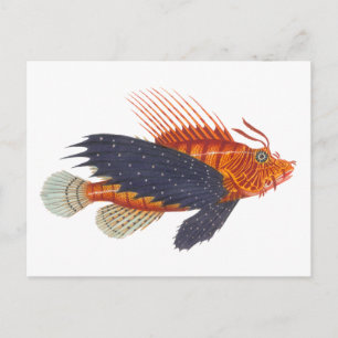 Lionfisch - Pterois - Löwenfisch Antiquitätengrabu Postkarte