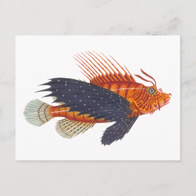 Lionfisch - Pterois - Löwenfisch Antiquitätengrabu Postkarte (Vorderseite)