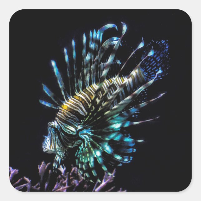 Lionfischschwimme Quadratischer Aufkleber (Vorderseite)