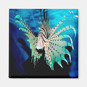 Lionfish Beauty Magnet