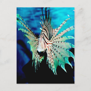 Lionfish Beauty Postkarte