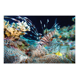 Lionfish-Druck Fotodruck