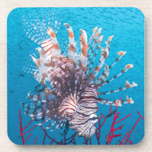 Lionfish-harte PlastikUntersetzer (Set von 6) Untersetzer