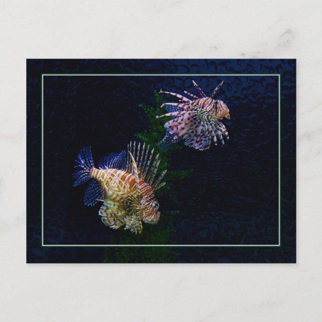 Lionfish Pair Postcards Postkarte (Vorderseite)