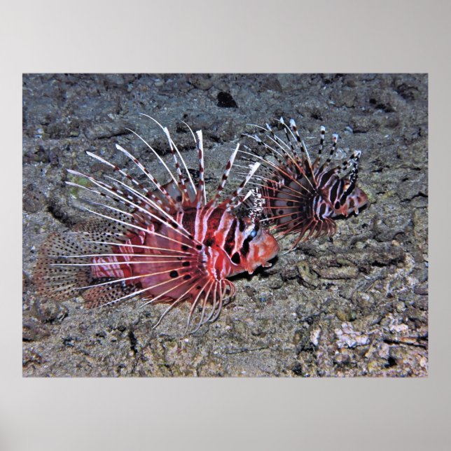 Lionfish Pair Poster (Vorne)
