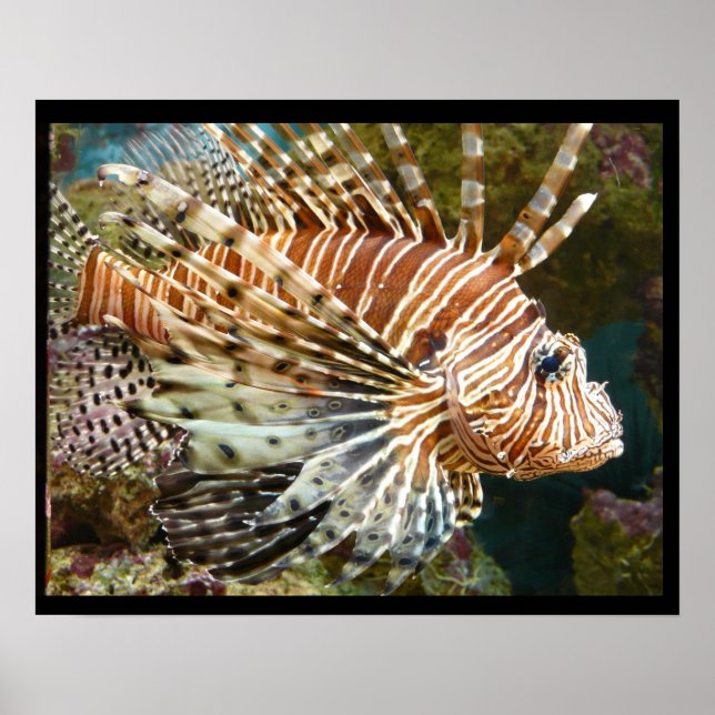 Lionfish Poster (Vorne)