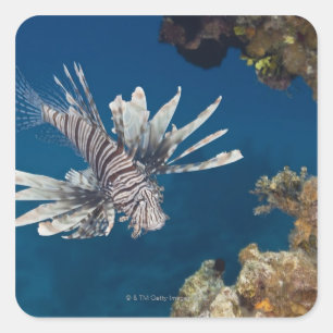Lionfish (Pterois volitans) vorbei schwimmend Quadratischer Aufkleber