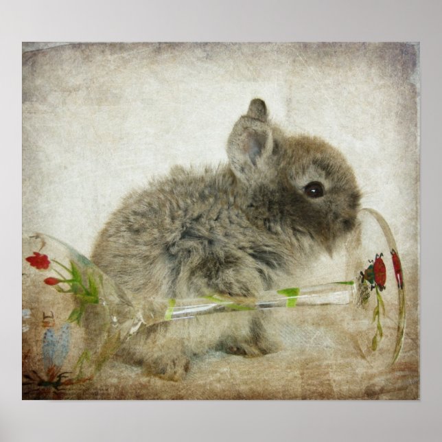 Lionhead Bunny and Wine Glass Poster (Vorne)
