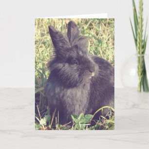 Lionhead Bunny Imitats Vintag Karte