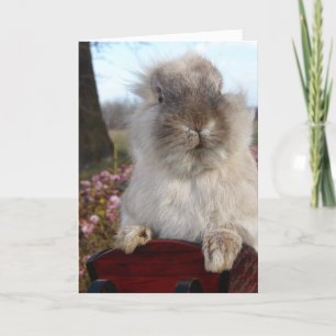 Lionhead Bunny in Sleigh, Weihnachten