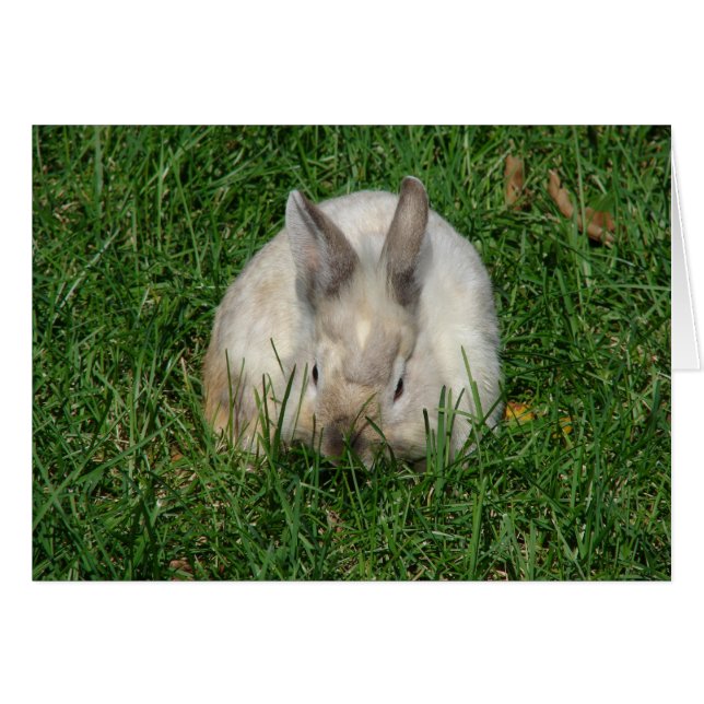 Lionhead Bunny Jedes Anlasses (Vorderseite (Horizontal))
