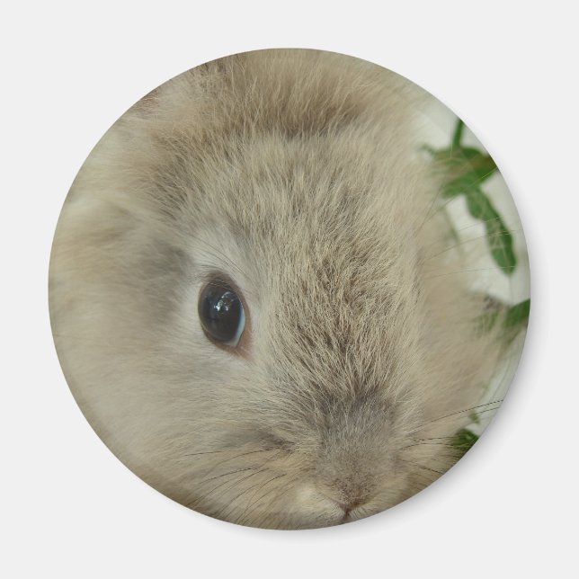 Lionhead Bunny Magnet (Vorne)