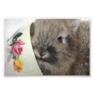 Lionhead Bunny und Teacup Fotodruck