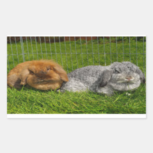 Lionhead Holland Mini Lop Bunny Rabbit Rechteckiger Aufkleber