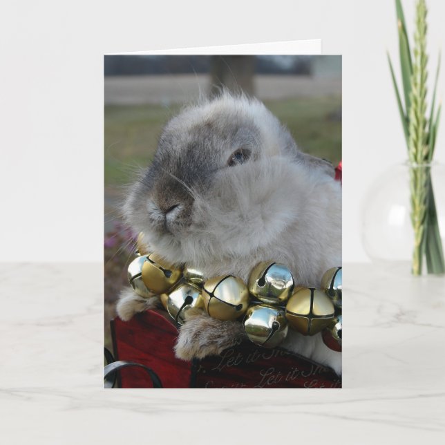 Lionhead Rabbit Weihnachten (Vorderseite)