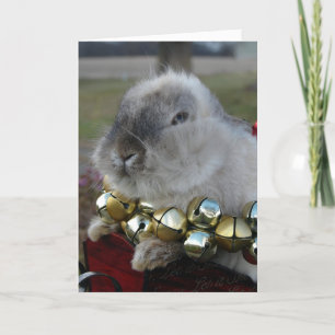 Lionhead Rabbit Weihnachten