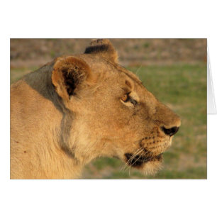 Lions Club, Löwin intensiv (Katavi, Tansania)