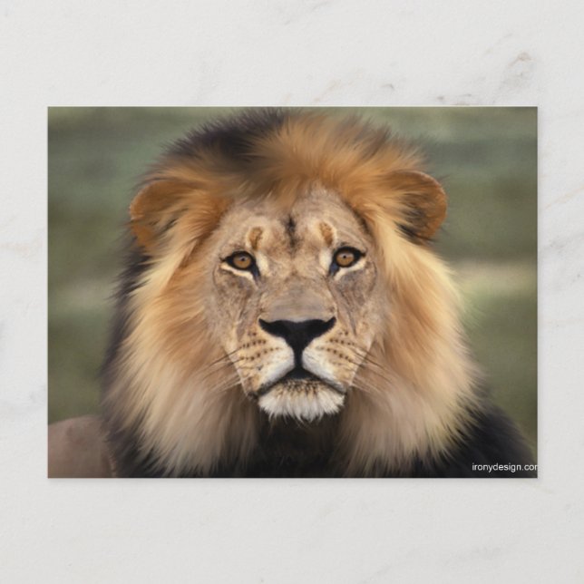 Lions Fotografie Postkarte (Vorderseite)