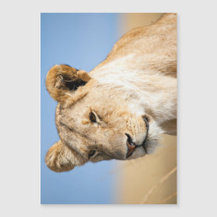 Lions gegen den blauen Himmel Magnetkarte