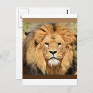 Lions Head Postcard Postkarte