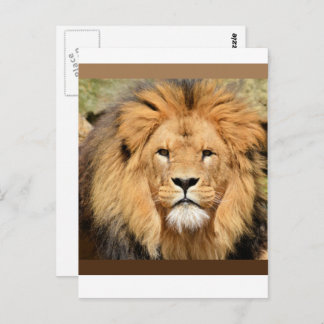 Lions Head Postcard Postkarte