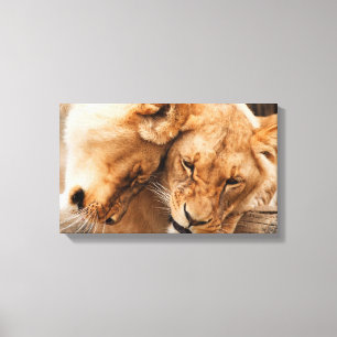 Lions paare canvas print leinwanddruck