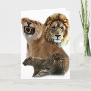Lions Pride Karte