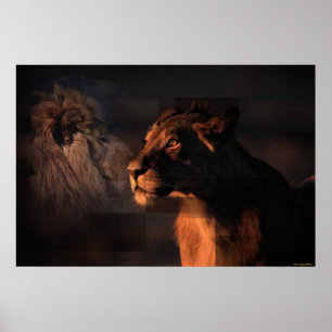 Lions Print Poster