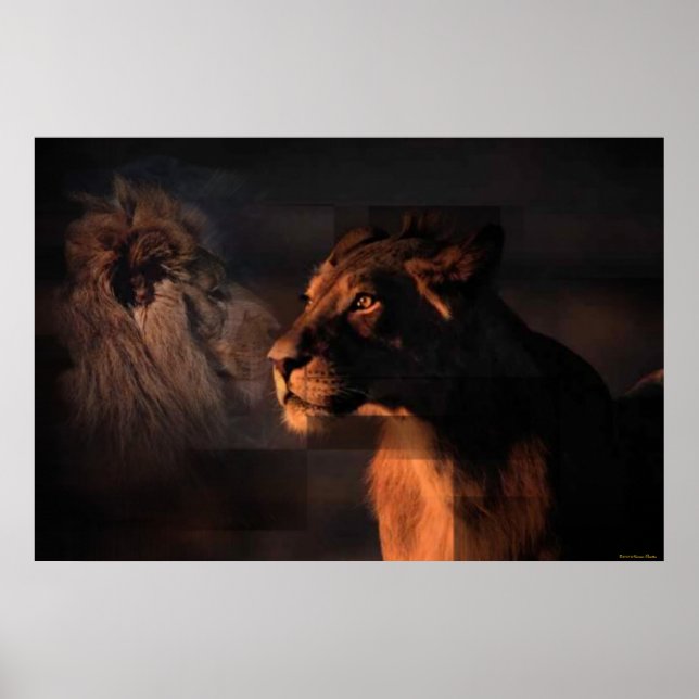 Lions Print Poster (Vorne)
