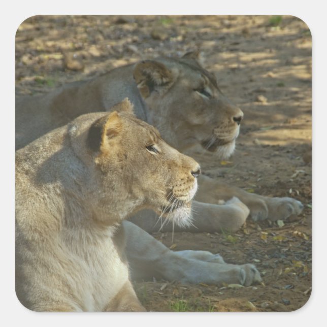 Lions Sticker (Vorderseite)