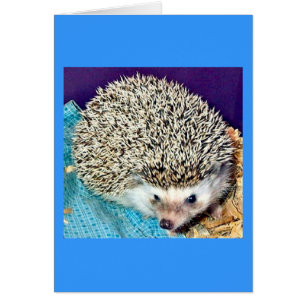 Lioti der Igel