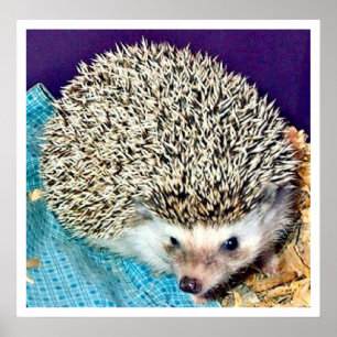 Lioti der Igel Poster