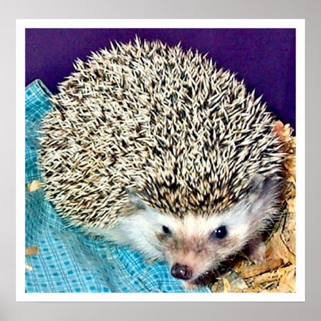 Lioti der Igel Poster (Vorne)