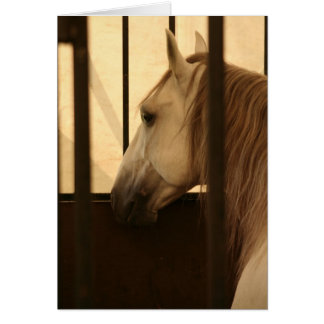 Lipizzan nach der Show