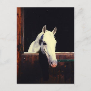 Lipizzaner Postkarte