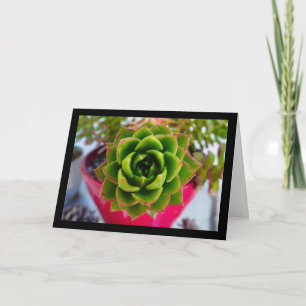 Lippenstift Echeveria Sukkulentenpflanze Karte