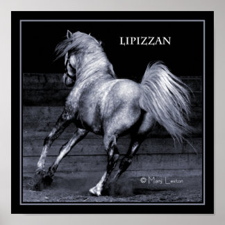 Lippizan Poster