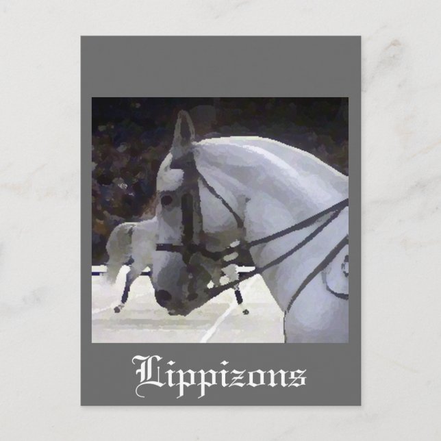 Lippizons 2009 postkarte (Vorderseite)